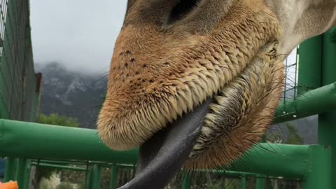 Xenpal Zoo, Safari, & Ziplines 2 (Garcia, Nuevo Leon, Mexico)