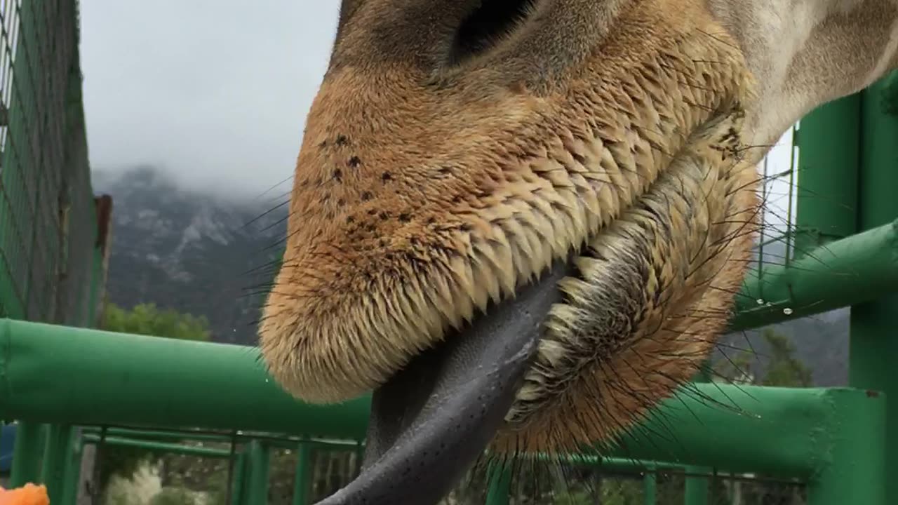 Xenpal Zoo, Safari, & Ziplines 2 (Garcia, Nuevo Leon, Mexico)