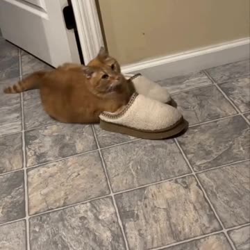 Your slippers are mine now