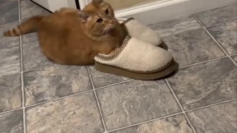 Your slippers are mine now