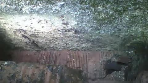 Lots of ants running along the wall and on the bricks, practically a swarm [Nature & Animals]