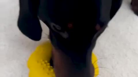 PetBuds Indestructible Doughnut Treat Dispenser — Engaging Play for Happy Dogs