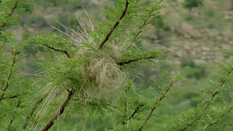 Africas Wild Horizons: Series 1_Vredefort Dome Crater of Life