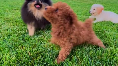 Funny puppies