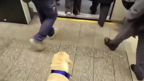 🧠✨ This Dog Performs The Perfect Job For Its Owner! | FeedMyCuriosity