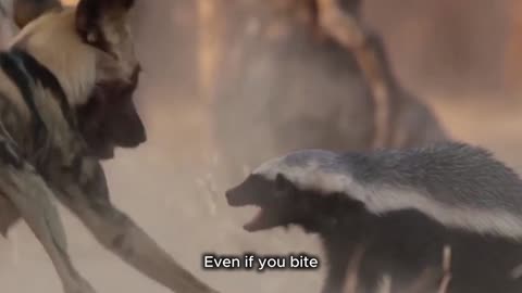 Honey badger steal wild dog puppy