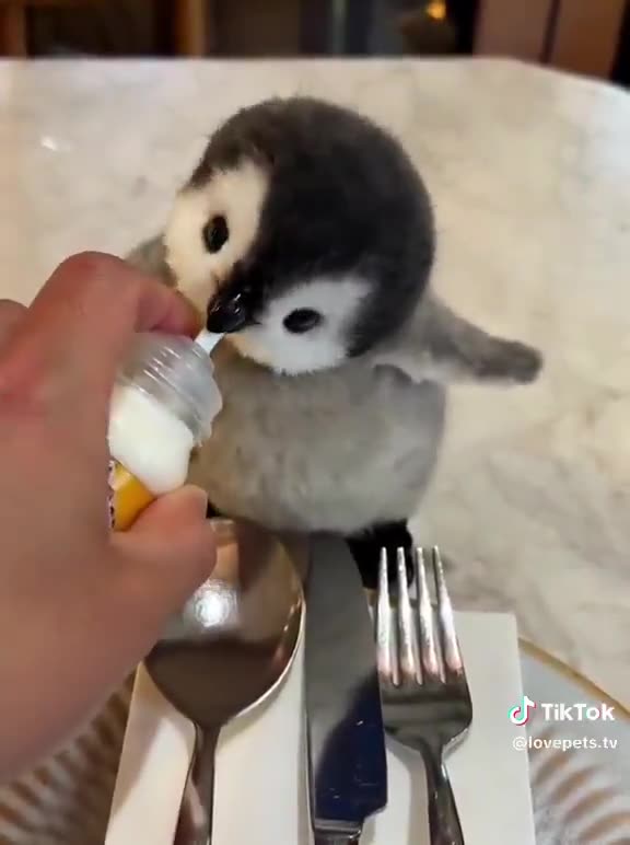 Cute Baby Penguin