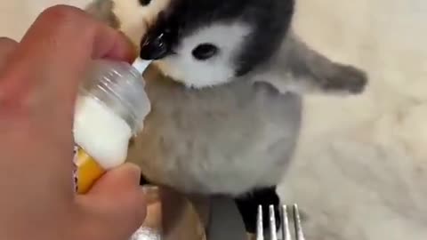 Cute Baby Penguin