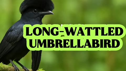 LONG WATTLED UMBRELLA