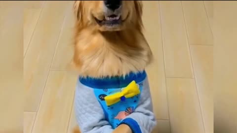 CUTE PUPPIES COMEDY VIDEOS 🤩 SO CUTE DOG'S COMEDY VIDEOS 🤩