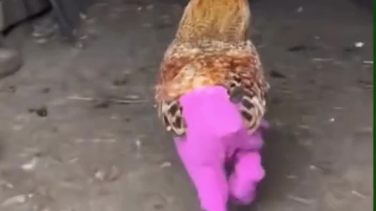 Funny clip of chicken wearing pink pants