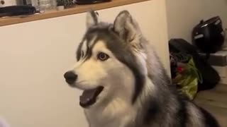 😂💬 This Husky's Constant Chatter Will Melt Your Heart! | FunFM