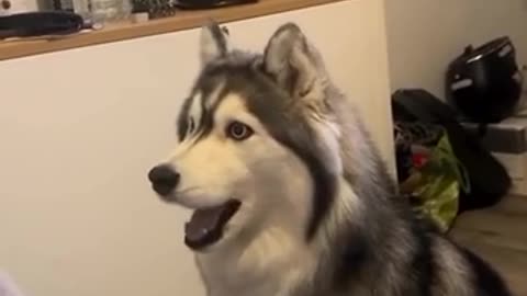 😂💬 This Husky's Constant Chatter Will Melt Your Heart! | FunFM