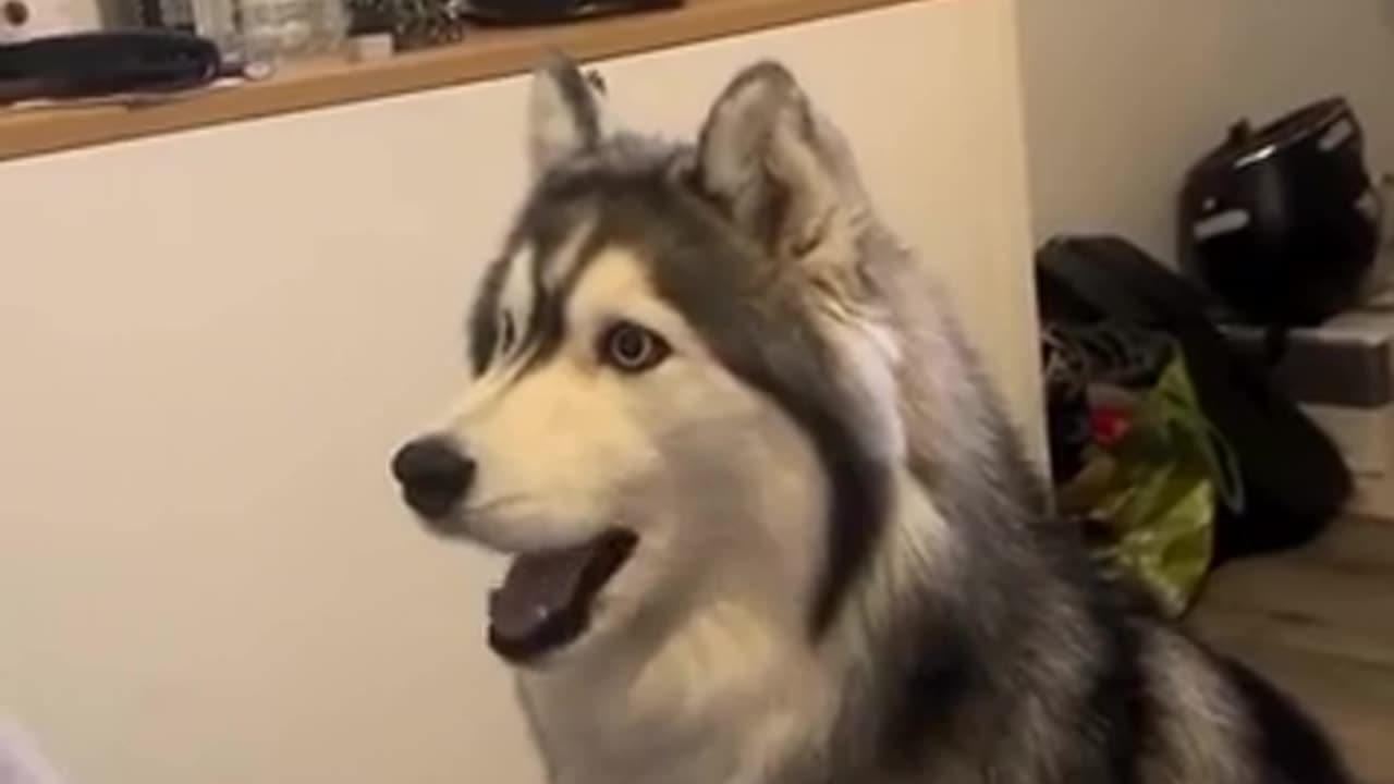 😂💬 This Husky's Constant Chatter Will Melt Your Heart! | FunFM