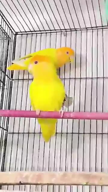 Beautiful lutino opline