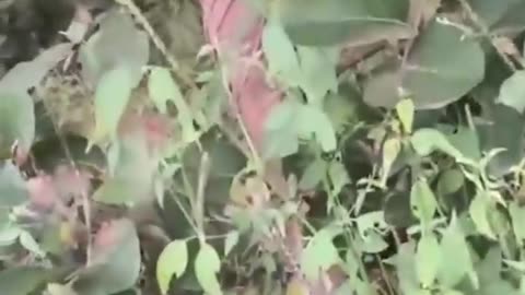 🚨🛡️ Myanmar War | Rebels Ambush Junta Minivan in Chauk Township | RCF