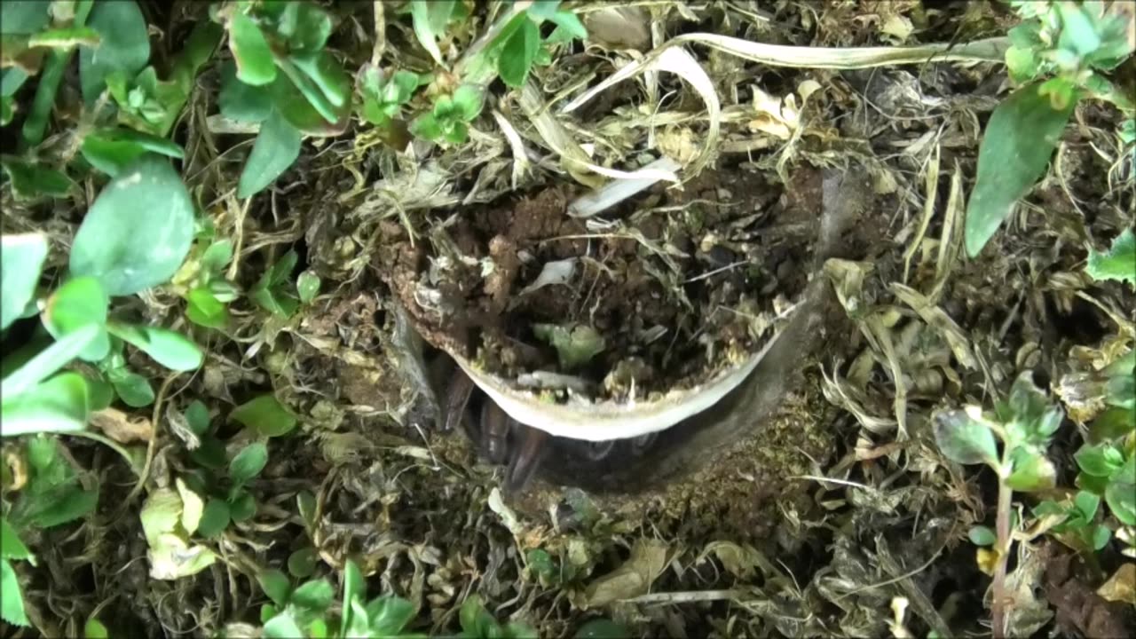 Trapdoor Spider Selects A Slater