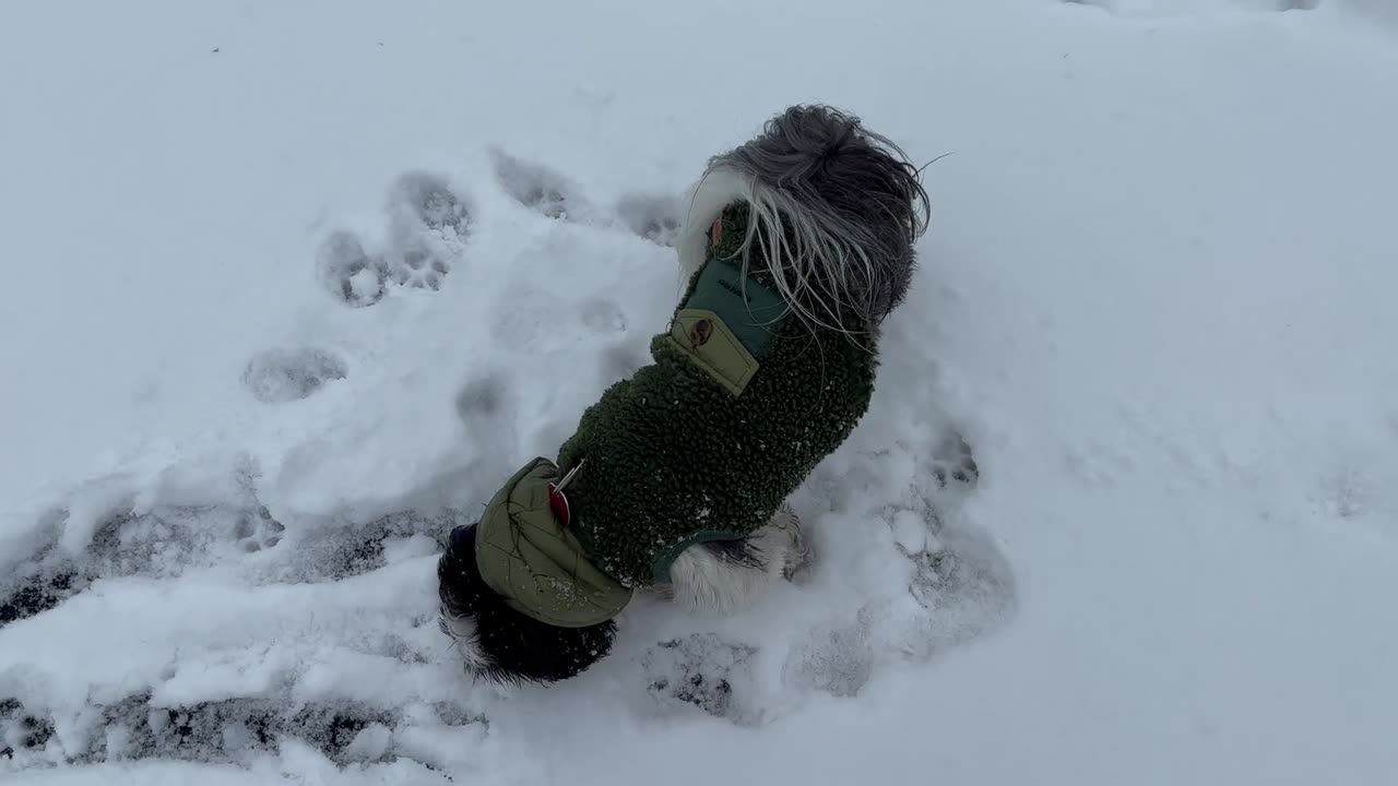 Puppies First time running on ice.