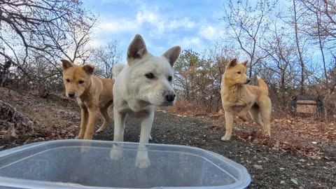 “A hidden family of dogs living quietly in the tall grass