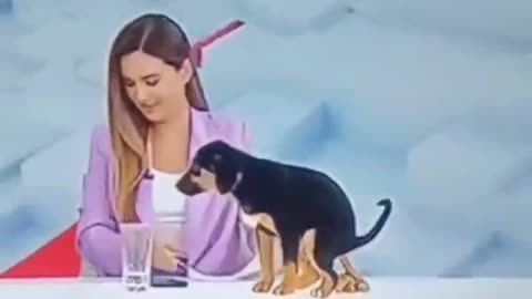 What a cute Puppy ❤️