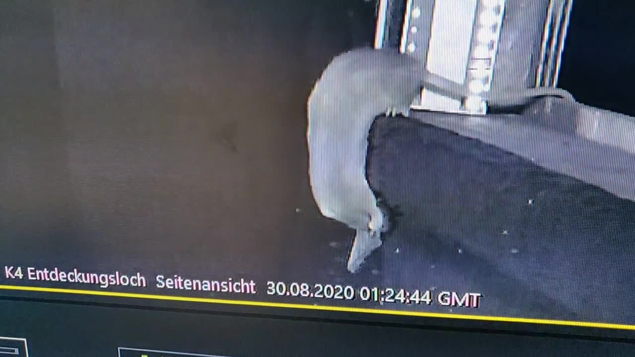 German study shows rats catching bats from mid air, for the first time