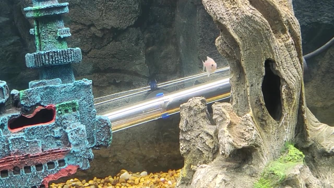 1st Fish Enter the 90 Gallon Aquarium.