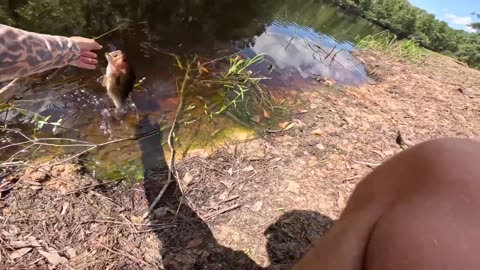 🎣 Topwater ONLY Day of Pond Fishing! (HUGE Fish Catches) 💥🐟 | Insane Topwater Strikes!