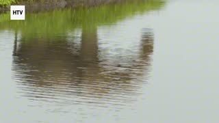 Elephant & African Wildlife #14 – Majestic Giants of Gabon