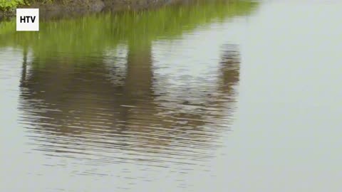 Elephant & African Wildlife #14 – Majestic Giants of Gabon