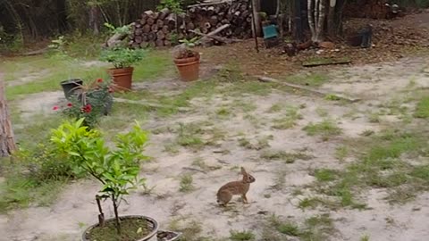 Bunnies gone wild
