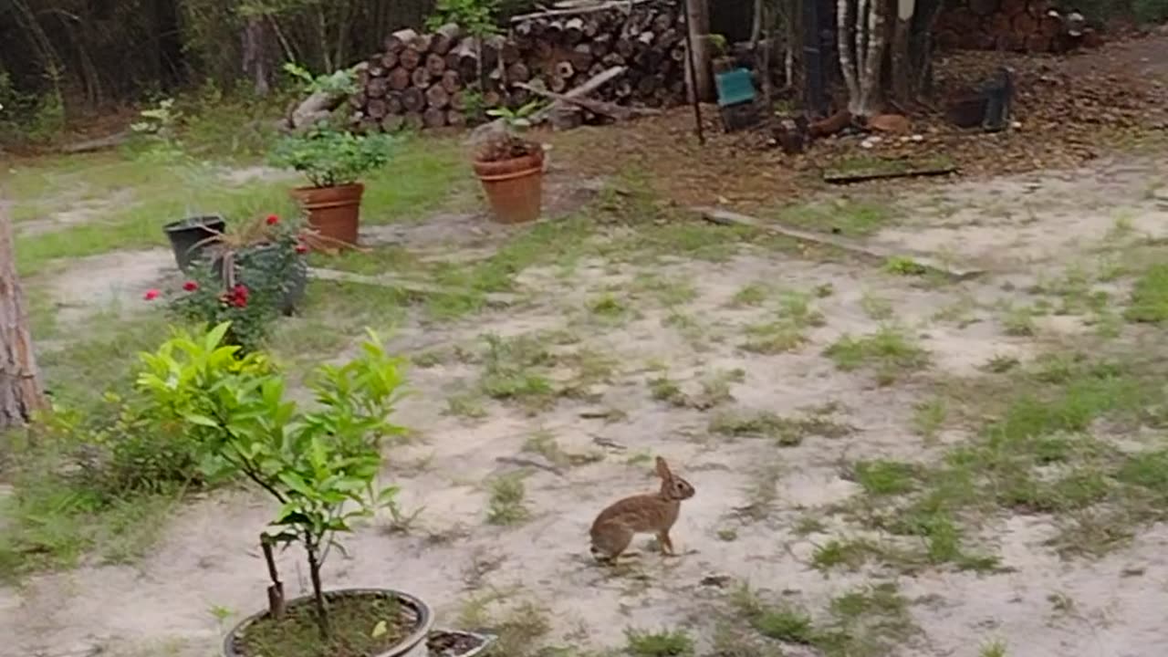 Bunnies gone wild