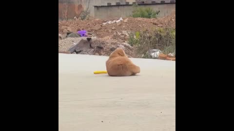 Dogs Being Silly: The Funniest Clips Ever Caught on Camera