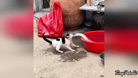 Funny cats and dogs #01