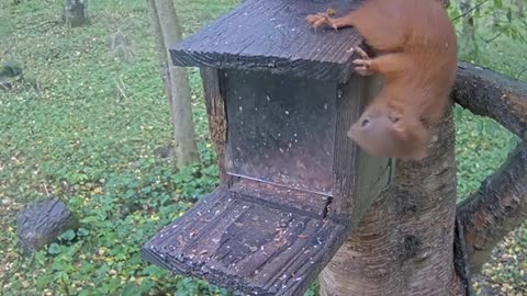 The little squirrel finally managed to get through the lid and got to the nuts 🥜🥜🐿👍😀😀