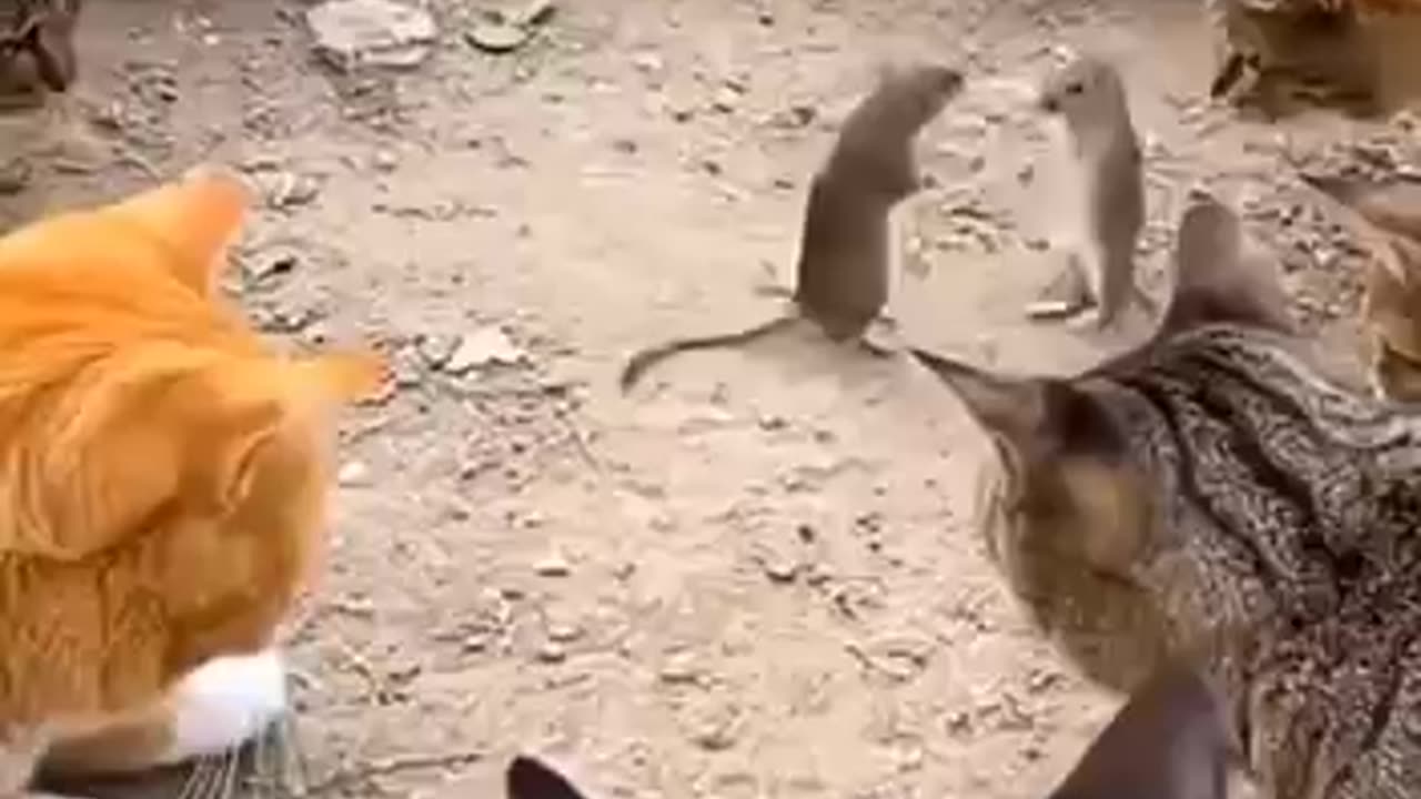*Funny animals*