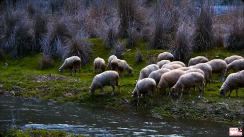 Natures Creatures Allman Brothers Band Jessica