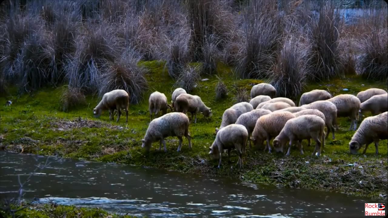 Natures Creatures Allman Brothers Band Jessica