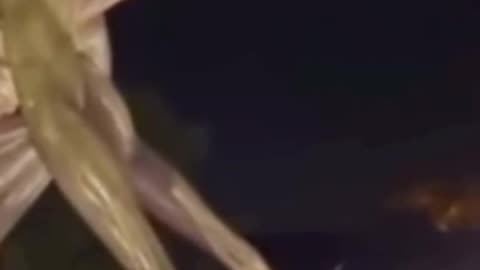 Reptilian alien spotted in Mexico