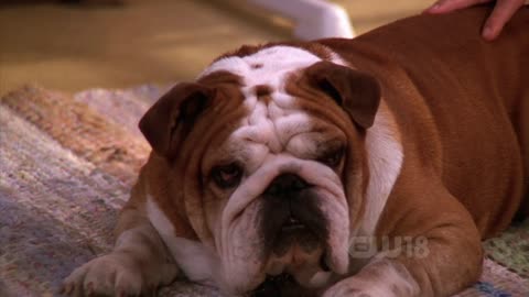 Everybody Loves Raymond S01E19