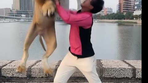 Playing with Lion-02