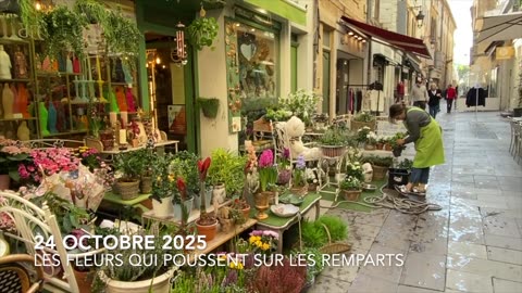 LES FLEURS QUI POUSSENT SUR LES REMPARTS