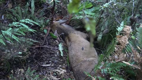 Overnight hunt during the roar, hunting red deer NZ