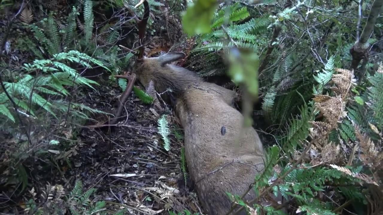 Overnight hunt during the roar, hunting red deer NZ