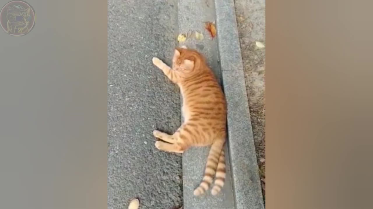 🐶😂 Hilarious Pet Antics Compilation | Try Not to Laugh! 🎬