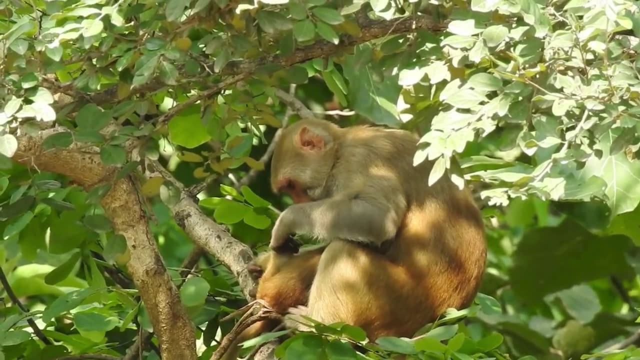 Cute Mother Monkey