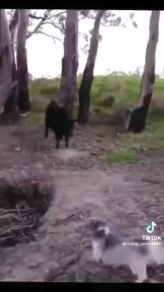 Too Cute and Fun Animals Compilations