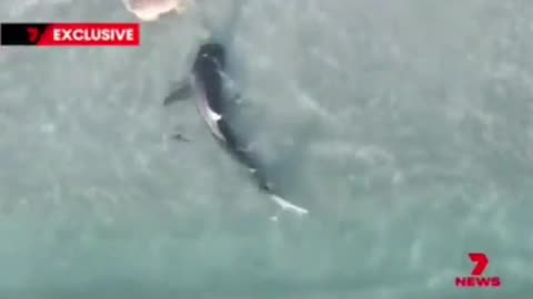 Why do you need signs? If you don't now there are sharks in the ocean, ...