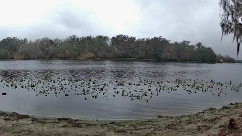 4K St. Johns River Time-Lapse: Florida Wildlife Magic 🐊🌿 (Feb 5, 2026)