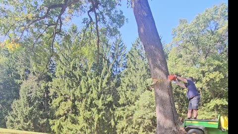 Felling a 75-80' oak tree
