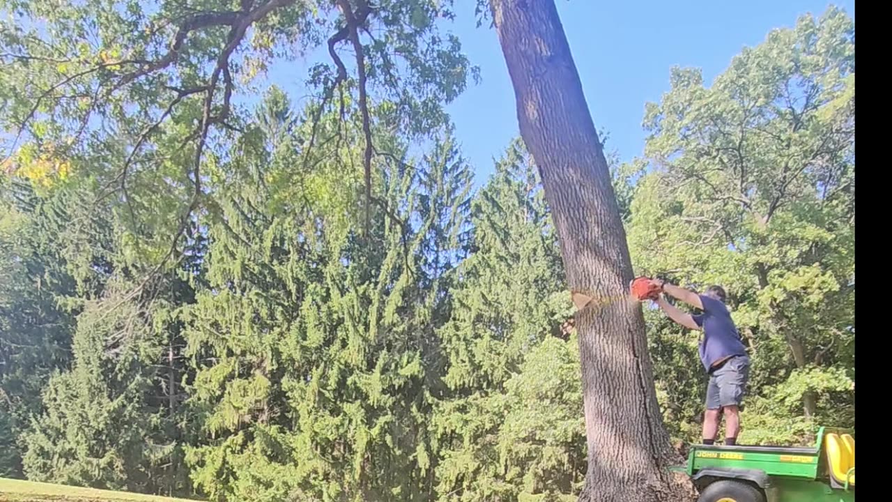 Felling a 75-80' oak tree